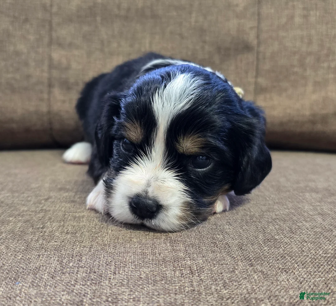 Miniature Bernese Mountain Dog dogs for sale: Sorrento [Reserved] - Ad 19
