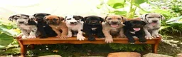 Great Dane dogs for sale: Lola - Ad 16