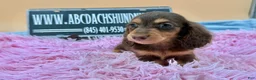Miniature Dachshund dogs for sale: Miniature Dachshund Puppy 3 - Ad 4