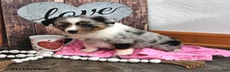 Australian Shepherd dogs for sale: Judy - Ad 3