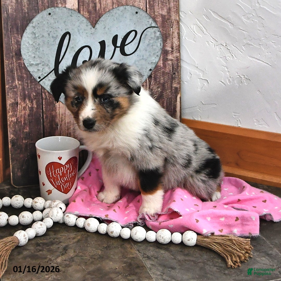 Australian Shepherd dogs for sale: Judy - Ad 3