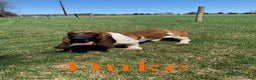 Basset Hound dogs for sale: Holly - Ad 8