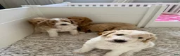 Goldendoodle dogs for sale: Chio  - Ad 7