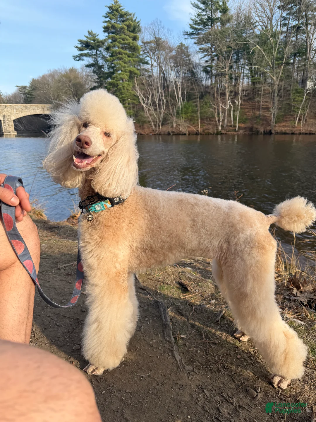 Standard Poodle dogs for sale: Standard Poodle Puppy 1 - Ad 1