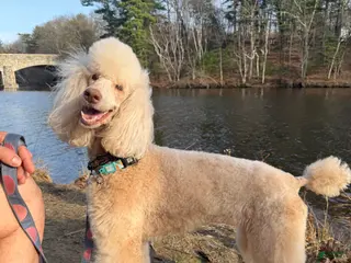 Standard Poodle dogs Standard Poodle Puppy 1 - Ad 24