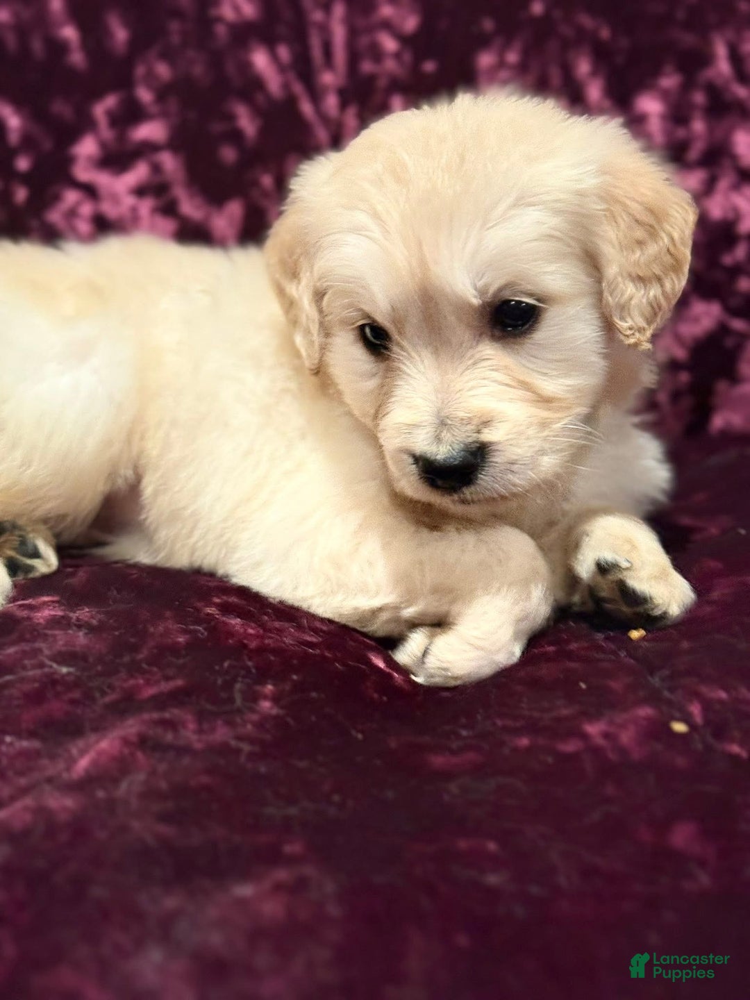Golden Retriever dogs for sale: Green - Ad 1
