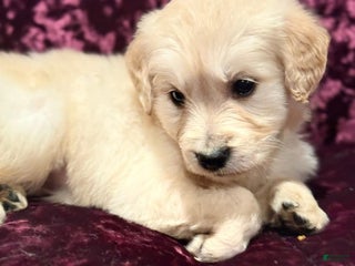 Golden Retriever dogs Green - Ad 20