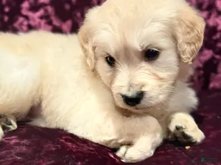 Golden Retriever dogs Green - Ad 5