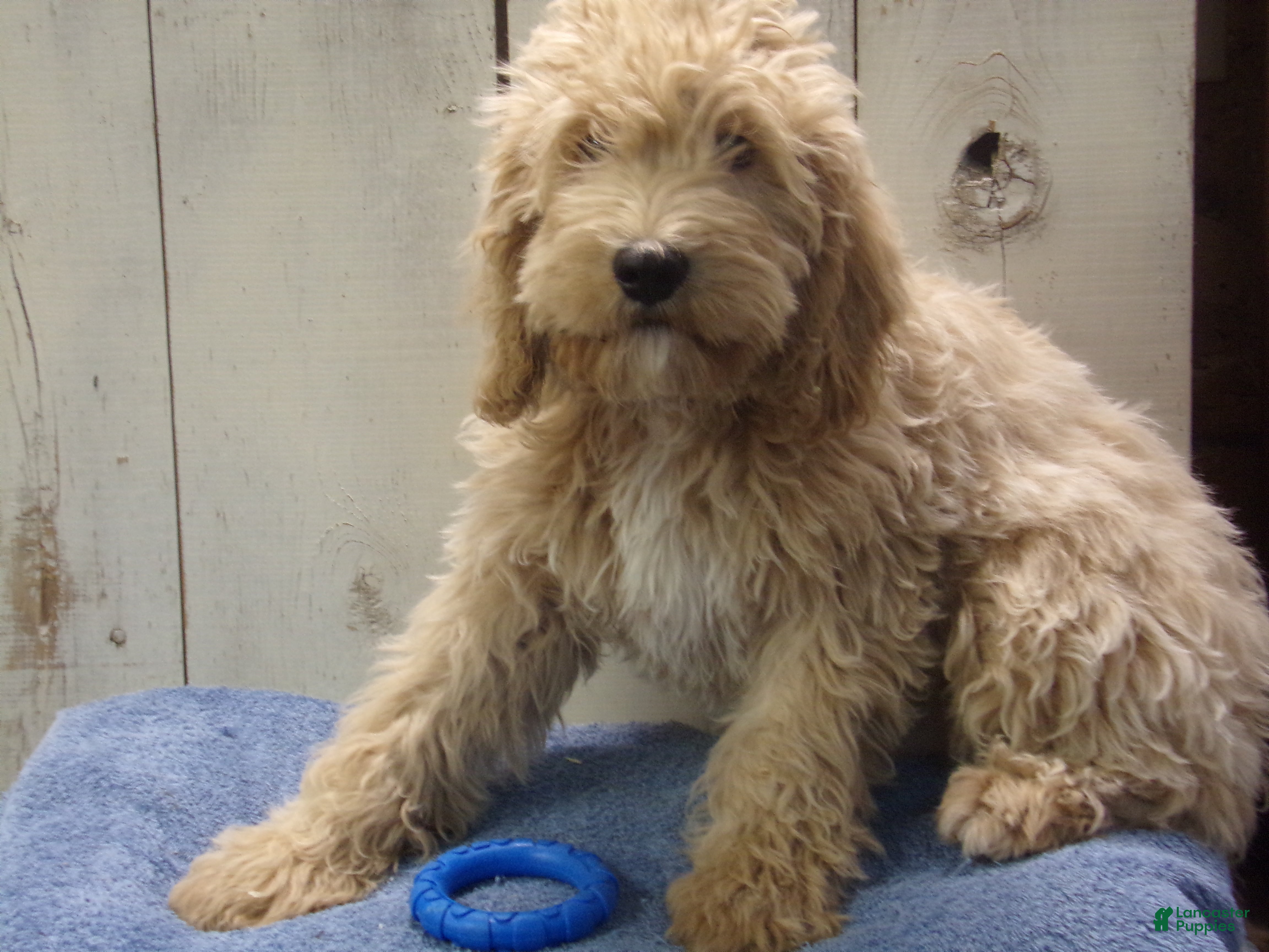 Cockapoo dogs Brady - Ad 9