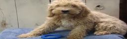 Cockapoo dogs for sale: Brady - Ad 1