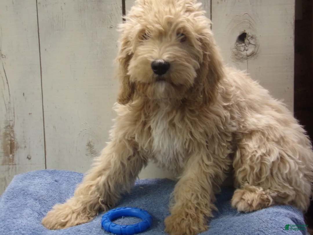 Cockapoo dogs for sale: Brady - Ad 1