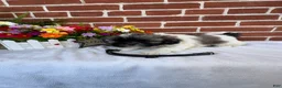 Shih Tzu dogs for sale: Presley - Ad 3