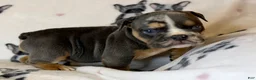 English Bulldog dogs for sale: Versace - Ad 59
