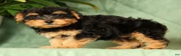 Yorkiepoo dogs for sale: Ricky - Ad 6