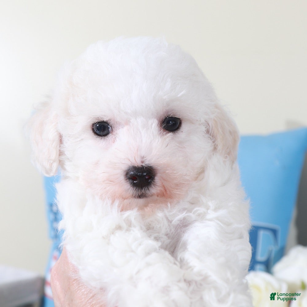 Bichon Frise dogs Rachel-Precious Female Bichon Frise Puppy - Ad 1