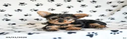 Yorkshire Terrier dogs for sale: Iris - Ad 1