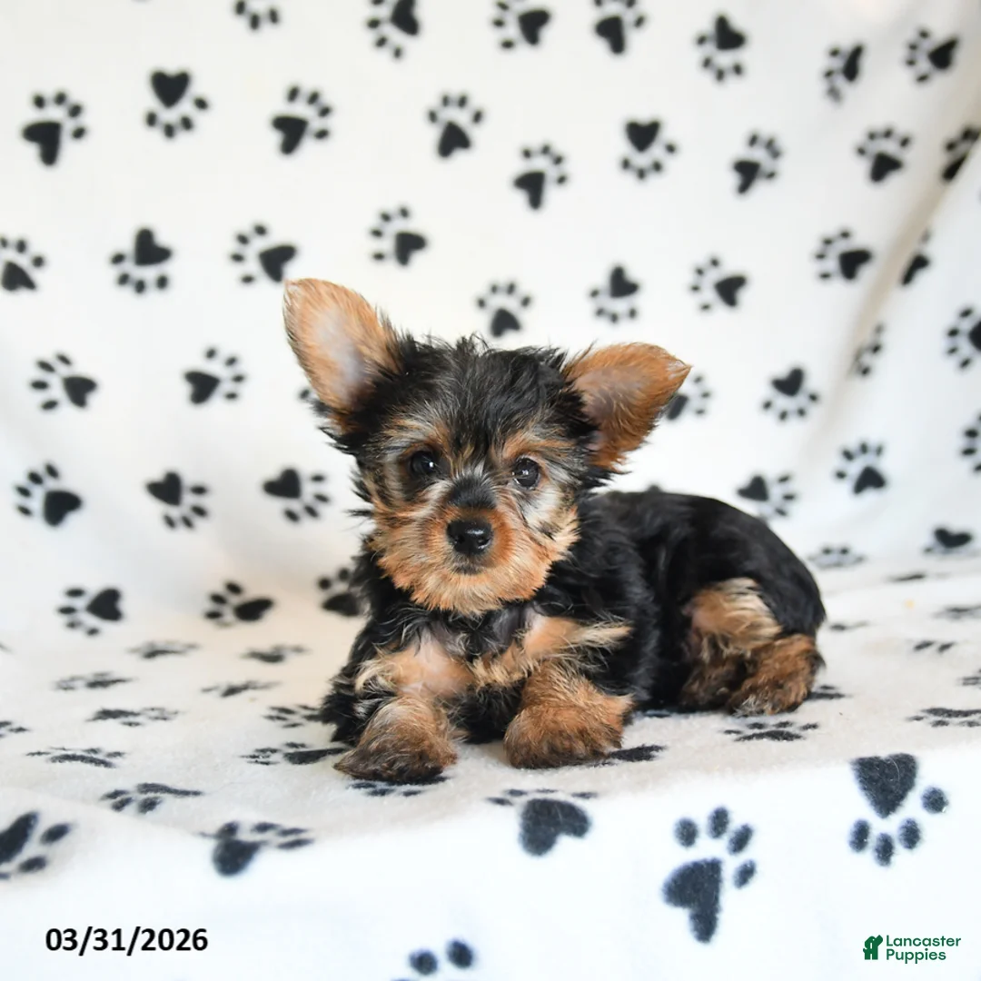 Yorkshire Terrier dogs for sale: Iris - Ad 1