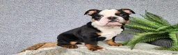 English Bulldog dogs for sale: Easton - Ad 2