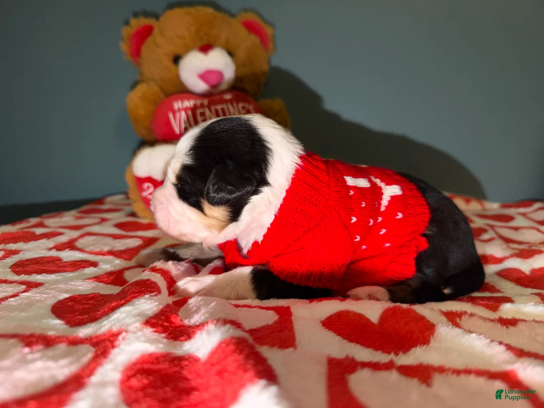 Miniature Australian Shepherd dogs for sale: John - Ad 1