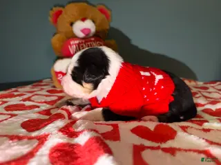 Miniature Australian Shepherd dogs John - Ad 32