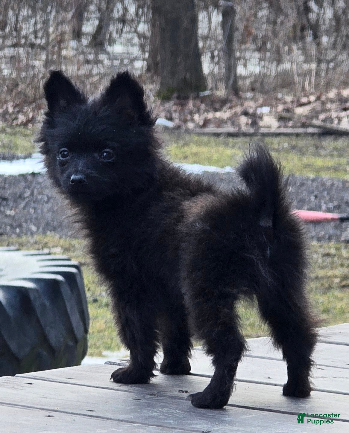 Pomapoo dogs Pomapoo Puppy 4 - Ad 1