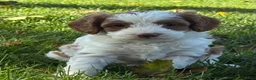 Cavapoo dogs for sale: River - Ad 3