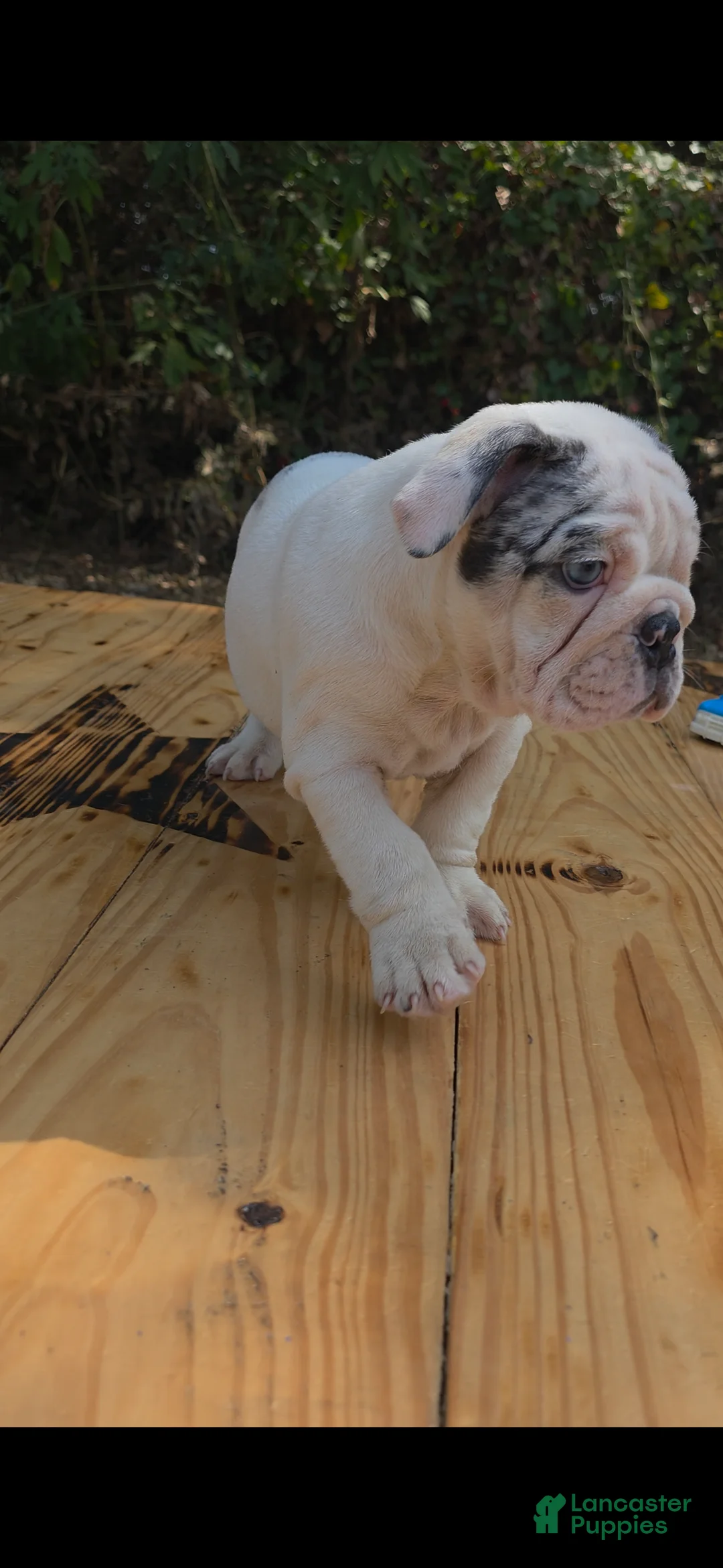 English Bulldog dogs for sale: ALASKA - Ad 2