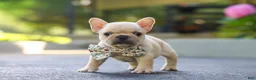 French Bulldog dogs for sale: Kyra - Ad 6