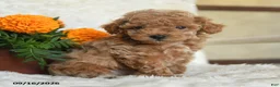 Miniature Poodle dogs for sale: Nugget - Ad 1
