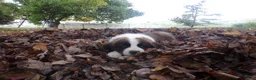Saint Bernard dogs for sale: Penny - Ad 5