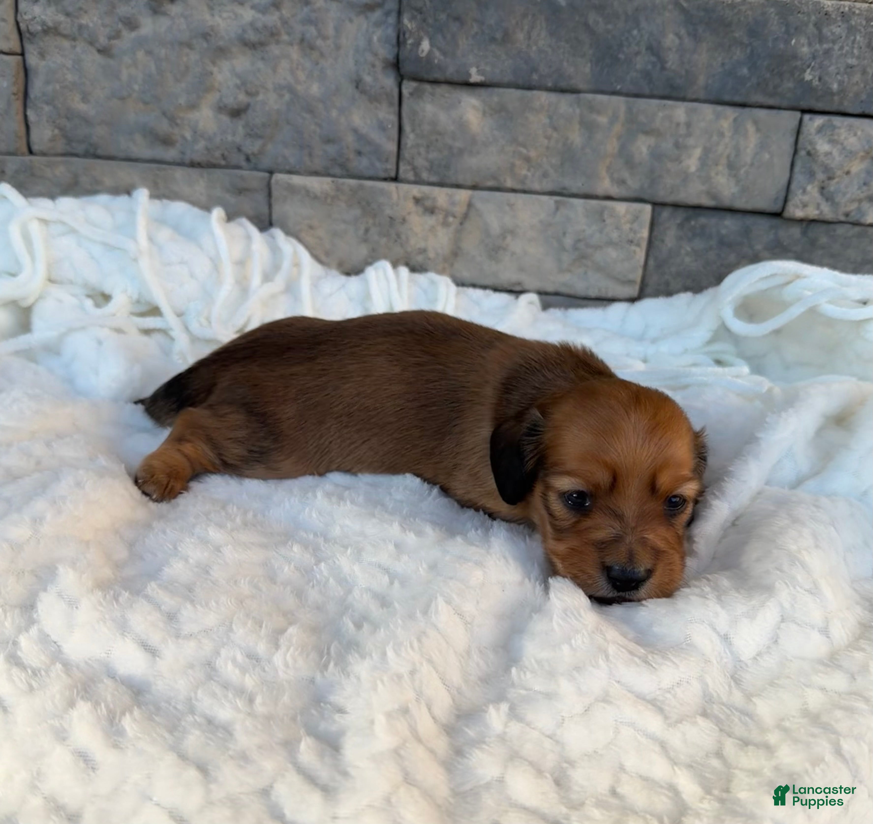 Miniature Dachshund dogs Coco - Ad 1