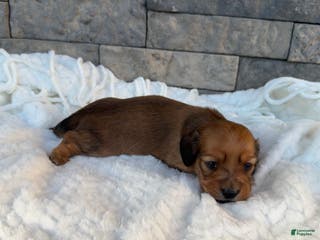 Miniature Dachshund dogs Coco - Ad 1