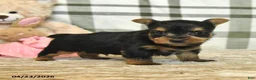 Yorkshire Terrier dogs for sale: Champ  - Ad 3