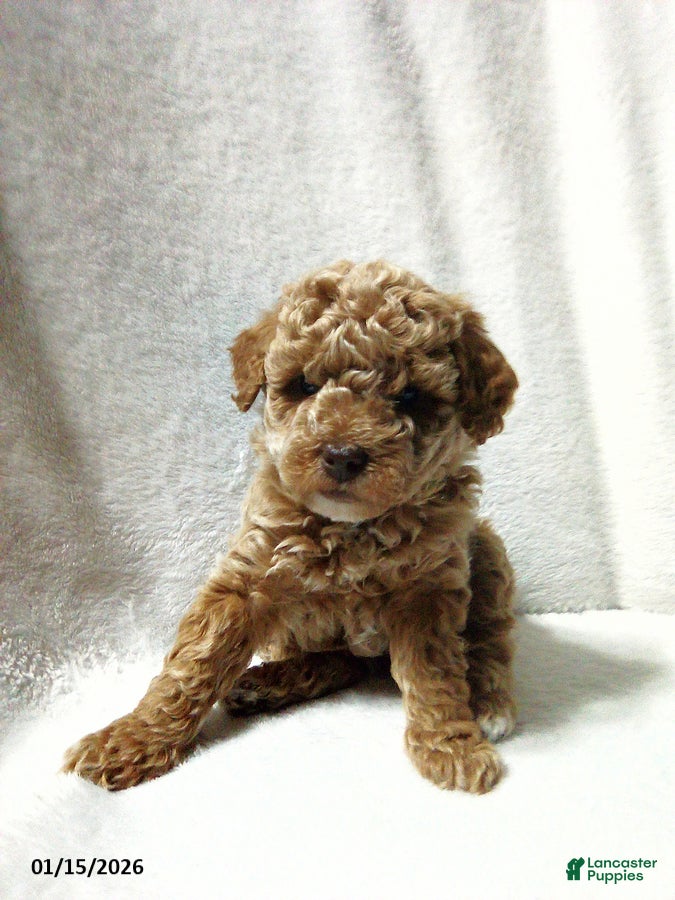 Toy Poodle dogs Elmo - Ad 7