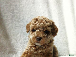 Toy Poodle dogs Elmo - Ad 42