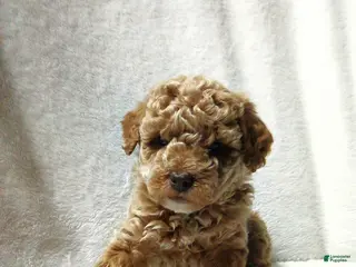 Toy Poodle dogs Elmo - Ad 30