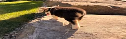 Welsh Corgi Pembroke dogs for sale: Kelsy - Ad 8