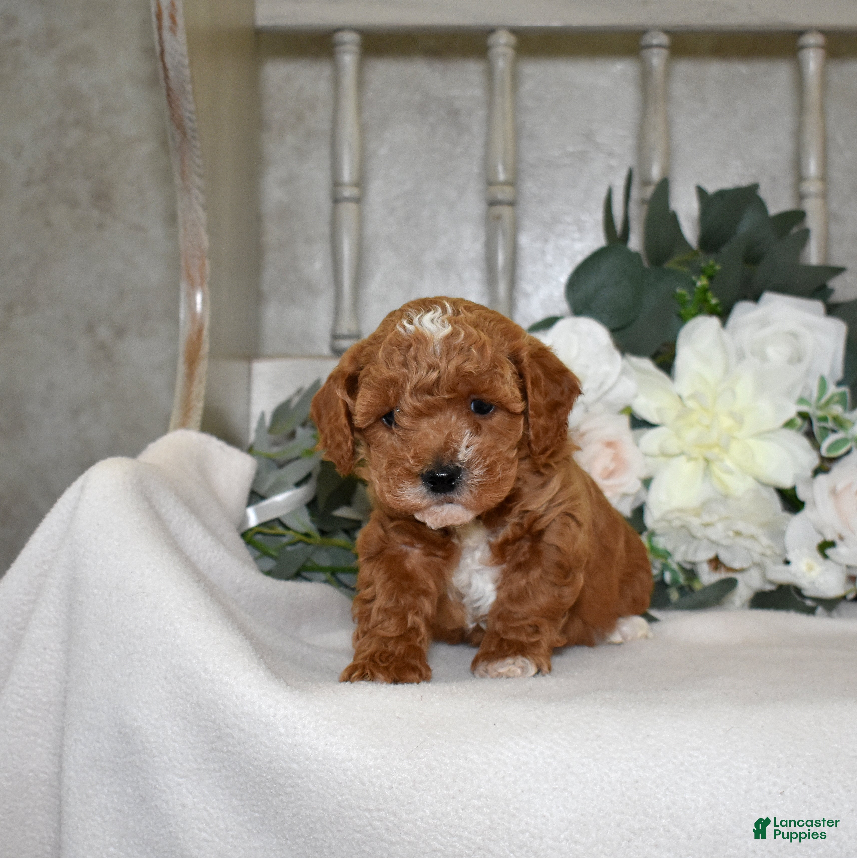 Miniature Poodle dogs Joey - Ad 2