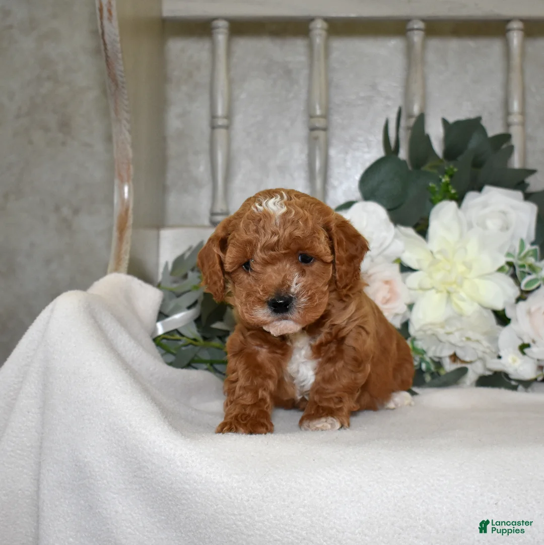 Miniature Poodle dogs for sale: Joey - Ad 2