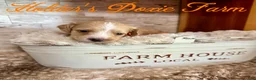 Miniature Dachshund dogs for sale: Happy - Ad 9