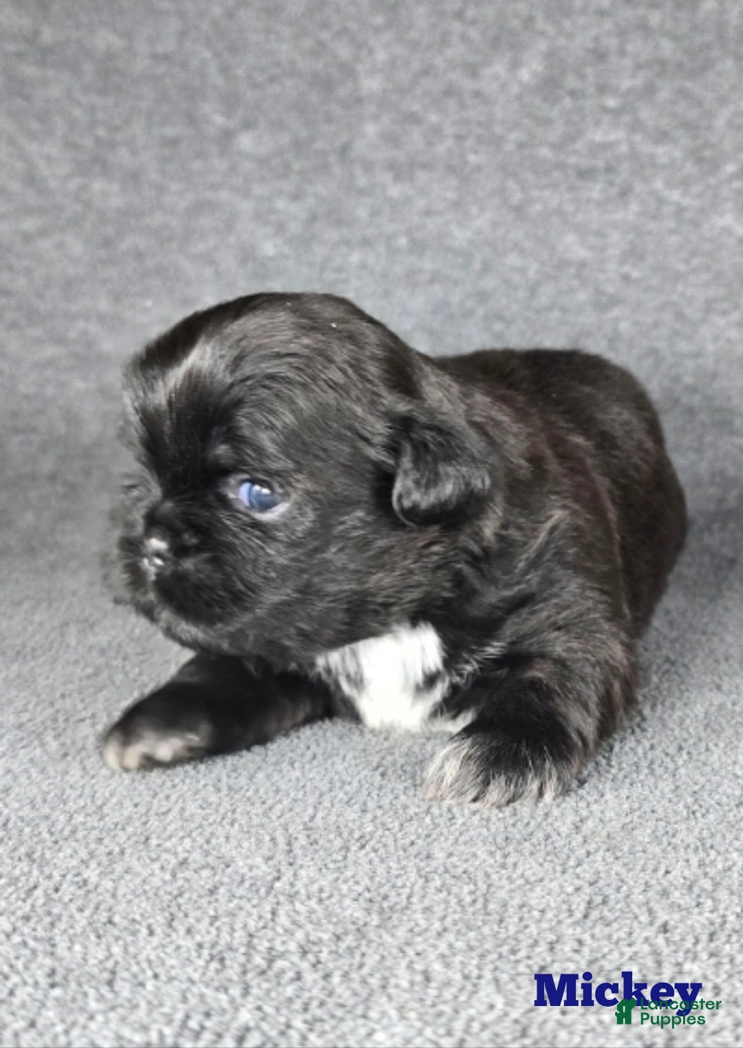 Shih Tzu dogs for sale: Mickey  - Ad 8