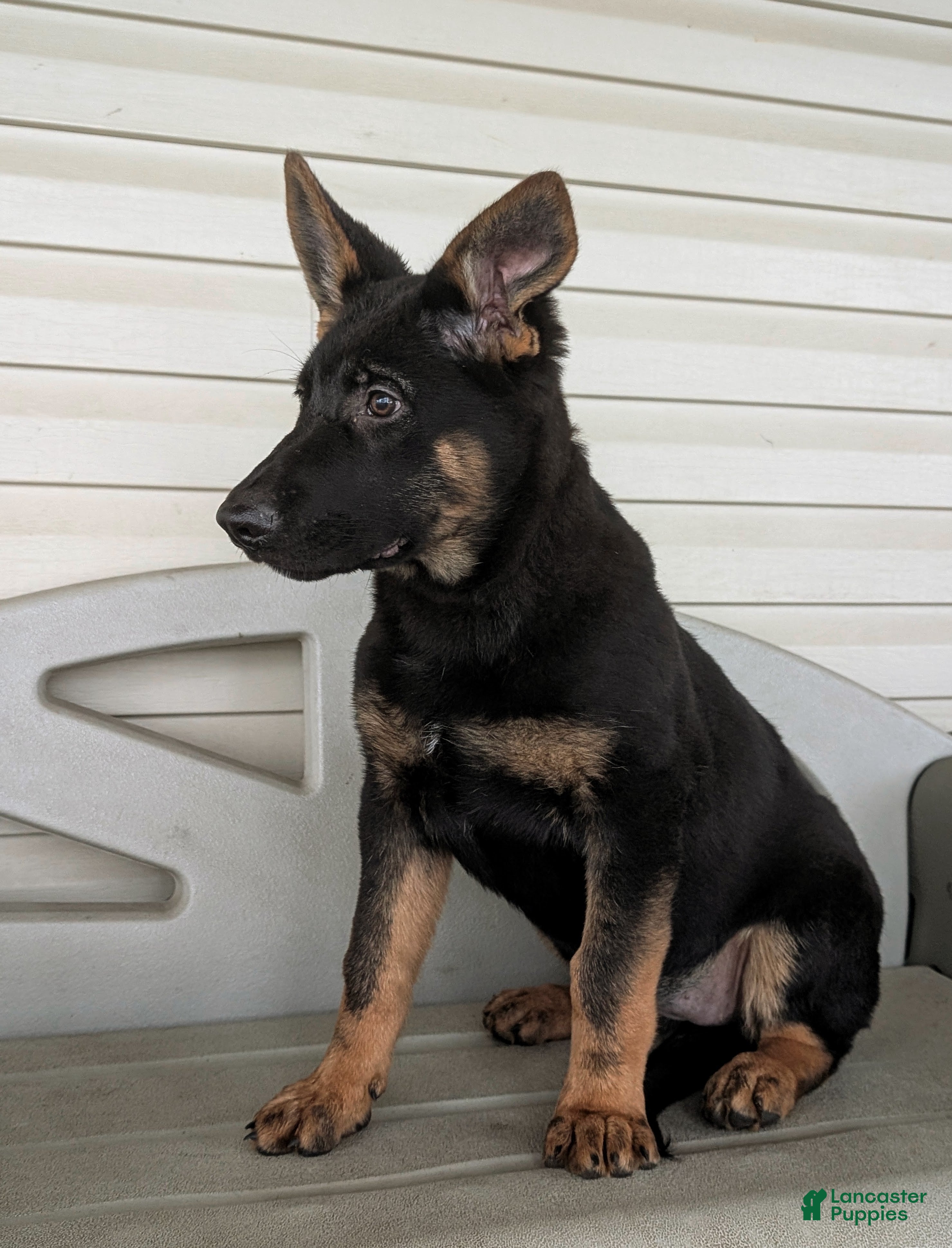 German Shepherd dogs Darcia - Ad 1