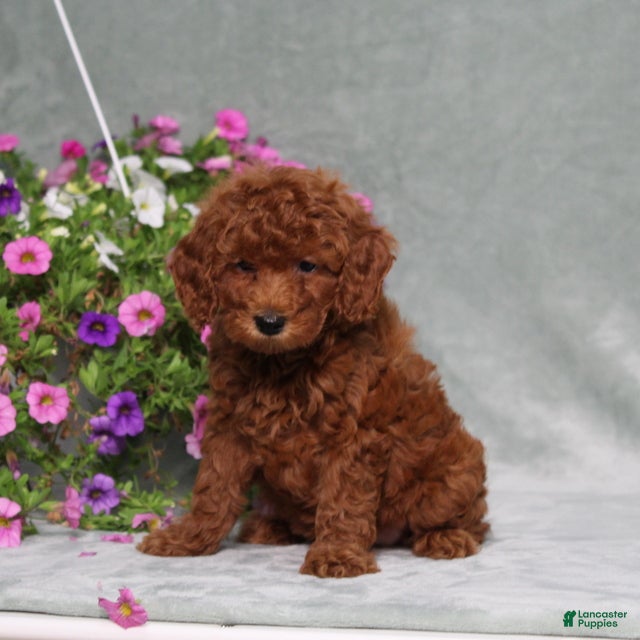 Miniature Poodle dogs Darcie - Ad 2
