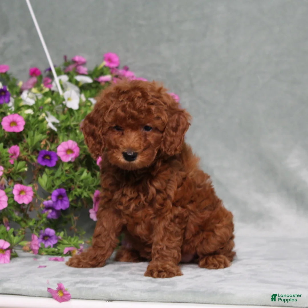 Miniature Poodle dogs for sale: Darcie - Ad 2