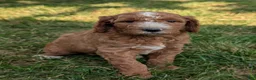 Goldendoodle dogs for sale: Suzy - Ad 6