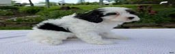 Cavapoo dogs for sale: Daisy - Ad 3