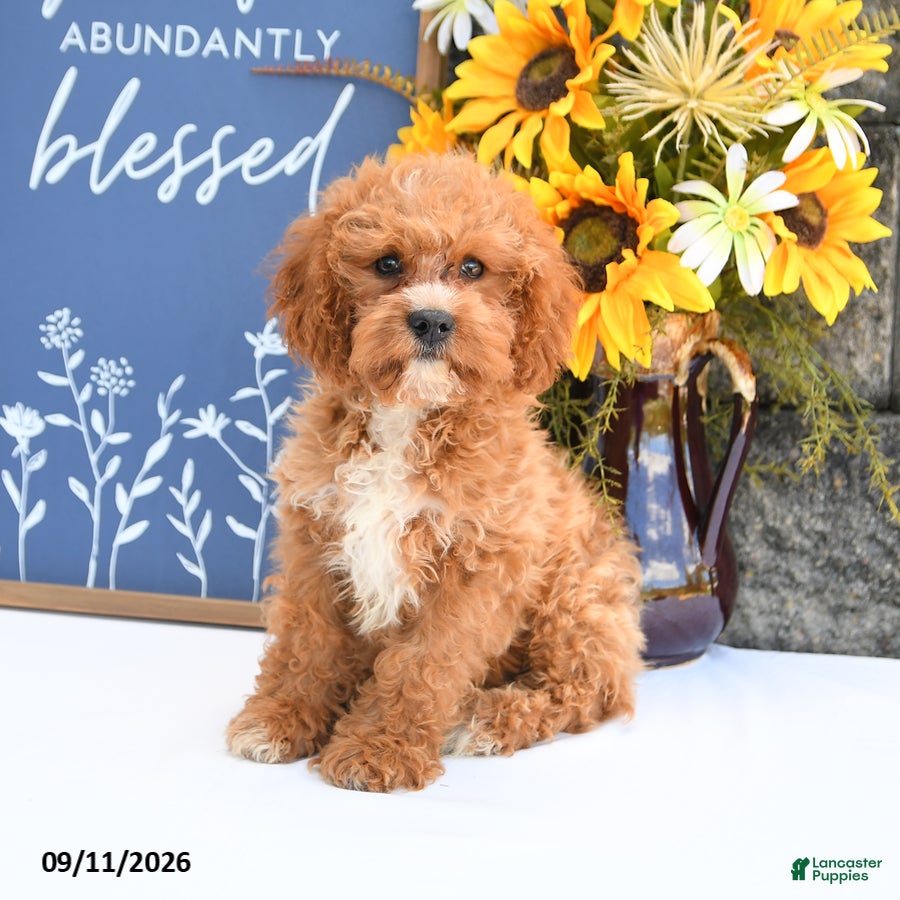 Cavapoo dogs Loki - Ad 1