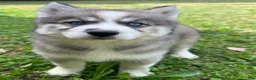 Siberian Husky dogs for sale: Charm - Ad 1