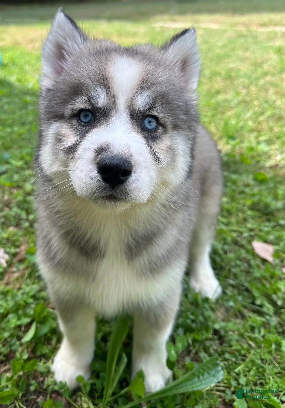 Siberian Husky dogs for sale: Charm - Ad 1