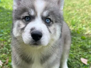 Siberian Husky dogs Charm - Ad 34